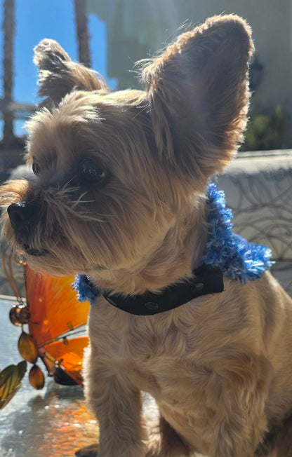 Dog wearing the Sloppy Kisser Dog Bandana, profile view showing blue fuzzy trim and snap-on collar strap