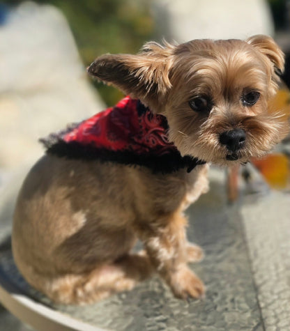 Dog wearing the Rescued and Loved Dog Bandana, front view